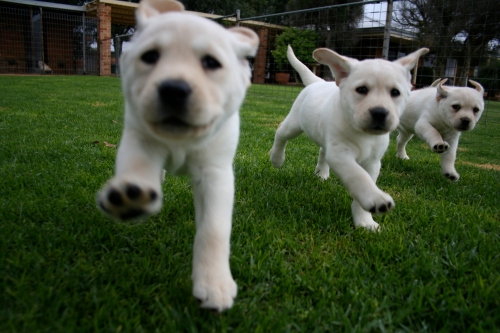 three_pups_run